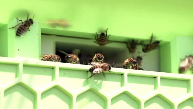 HI-Tech Hive! Israeli Company Creates Robotic Beehives!