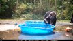 Playful Bears Cool Off In Wading Pool