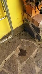 Saline, case invase dagli insetti. "Urgente la disinfestazione"