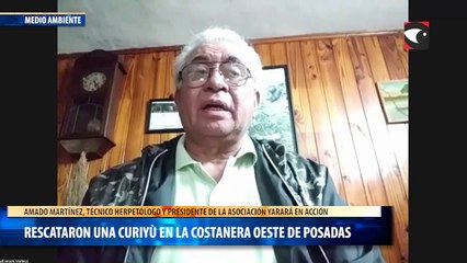 Rescataron una curiyù en la costanera oeste de Posadas
