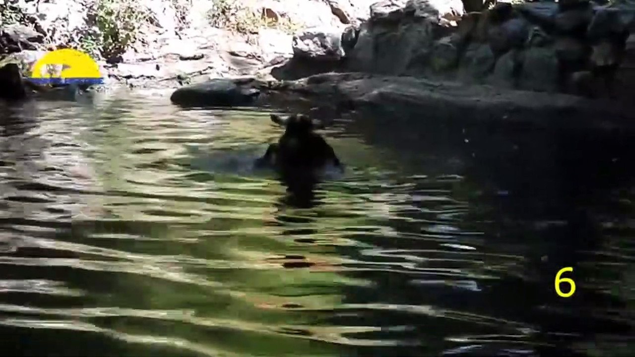 Animals kindness 2