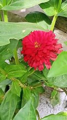 zinnia