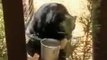 Thirsty Bear Drinks Water From Big Bucket And Dips Themselves Inside To Cool Down In Hot Weather