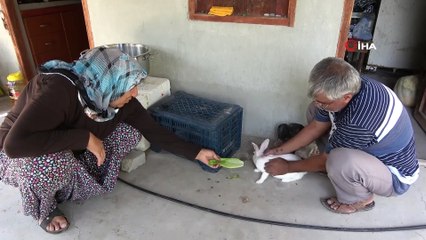 Bozan ailesi, alevlerden kurtulan ‘Pamuk’ tavşana gözü gibi bakıyor