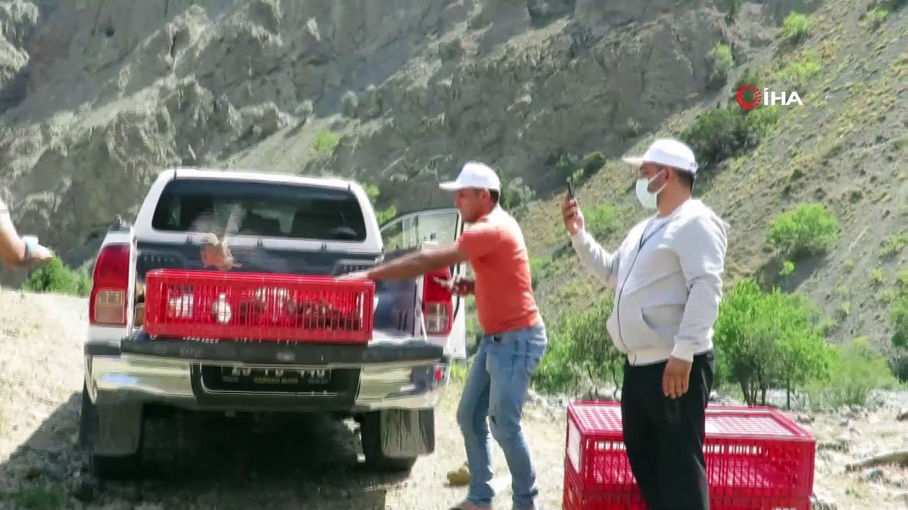 Erzincan’da 400 kınalı keklik doğaya salındı