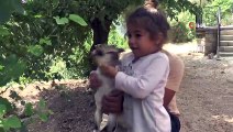 Ayakları tutmayan yavru yaban keçisini evinde besledi