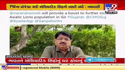 'World Lion Day 'નિમિતે પરિમલ નથવાણીનું ટ્વિટ, સિંહોના સંરક્ષણ માટે કામ કરતા લોકોને પાઠવી શુભેચ્છા