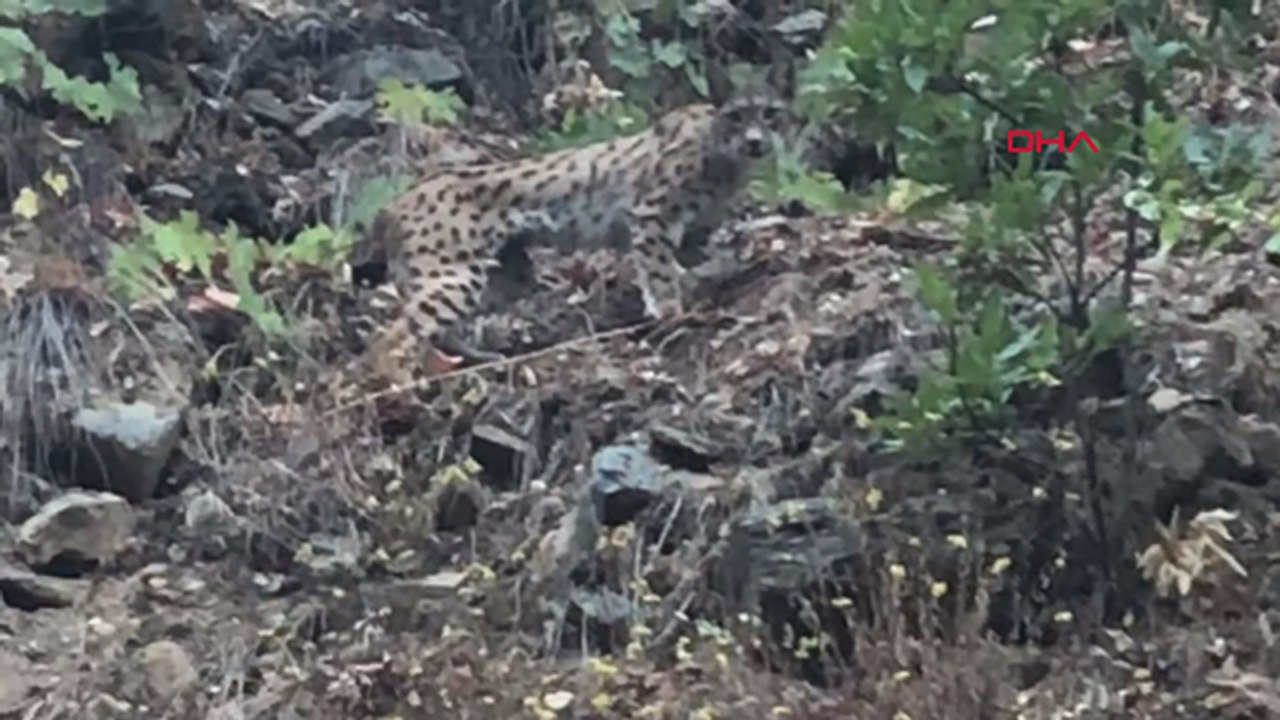 Tunceli'de 'Ormanın Hayaleti' olarak bilinen vaşak görüntülendi