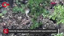Tunceli'de 'ormanın hayaleti' olarak bilinen vaşak görüntülendi