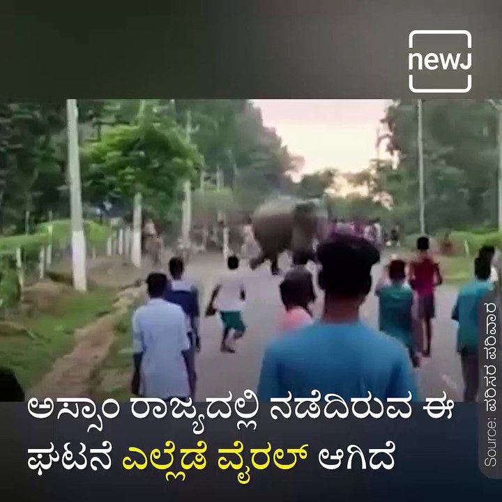 Man is Crushed to Death by an Elephant After he's Pushed to the Ground While Crowd Flees from the Rampaging Beast in Assam