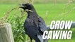 Loud Crow Sound Effect | Sound Of Crows Cawing | Kingdom Of Awais