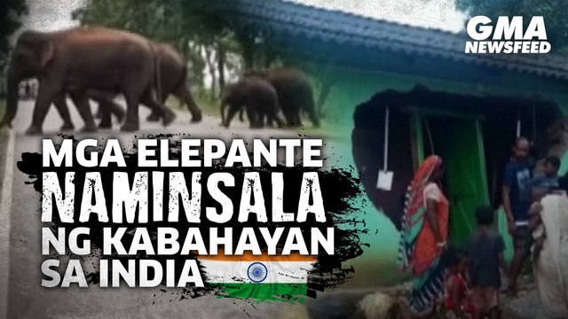 Mga elepante, naminsala ng kabahayan sa India | GMA News Feed