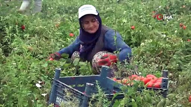 Domates tarlada 1, markette 5 lira