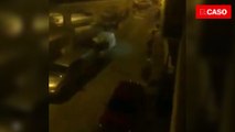 Matan con un coche a un toro que se había escapado de la plaza