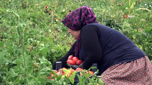 Domates tarlada 1 lira, markette 5 lira