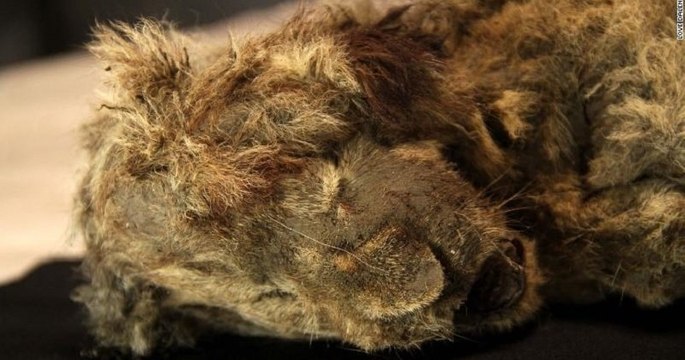 Deux lionceaux de la dernière ère glaciaire retrouvés parfaitement intactes en Sibérie