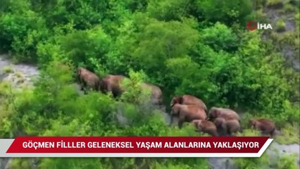 Çin'de göçmen filler geleneksel yaşam alanlarına yaklaşıyor
