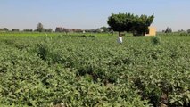 شح المياه يقلق المزارعين المصريين والحكومة تتدخل لترشيد الاستهلاك