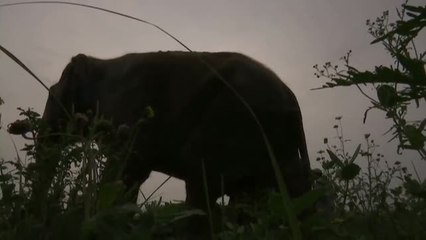 Download Video: Una treintena de elefantes asiáticos se da un festín de frutas en un santuario indio