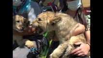 Büyükşehir Hayvanat Bahçesi yeni minik üyeleri ile şenlendi