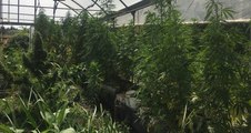 Bitonto (BA) - Sequestrata serra di marijuana da 5 milioni di euro (10.08.21)