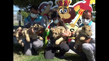 Büyükşehir Hayvanat Bahçesi yeni minik üyeleri ile şenlendi