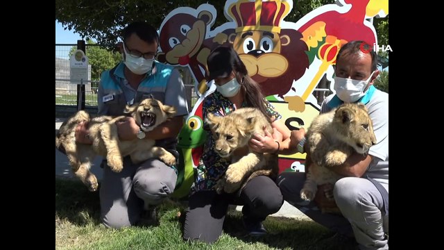 Büyükşehir Hayvanat Bahçesi yeni minik üyeleri ile şenlendi