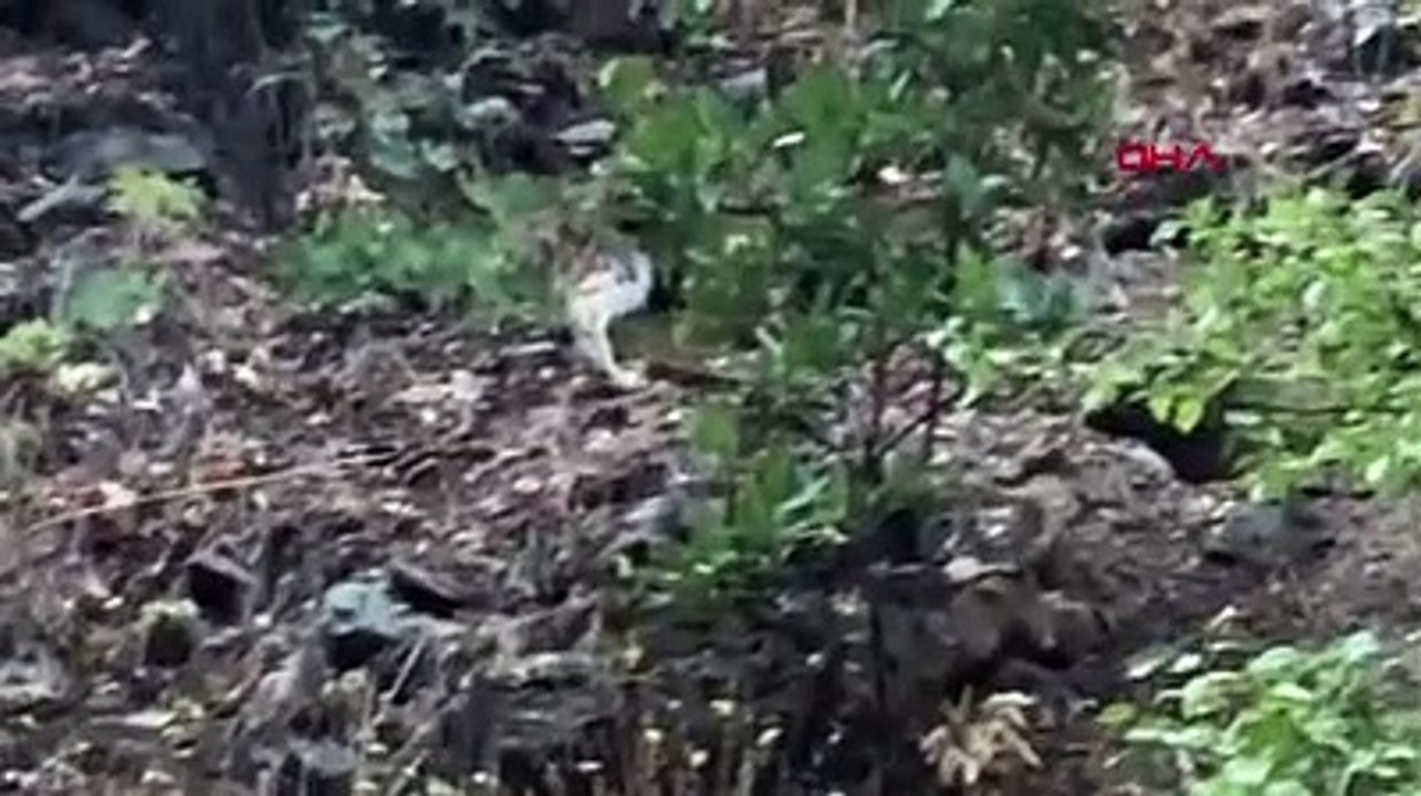 Tunceli'de 'ormanın hayaleti' olarak bilinen vaşak görüntülendi