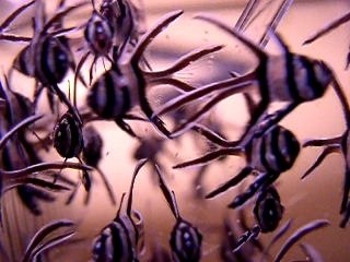 Gros plan festin de nauplies de bébés Pterapogon kauderni