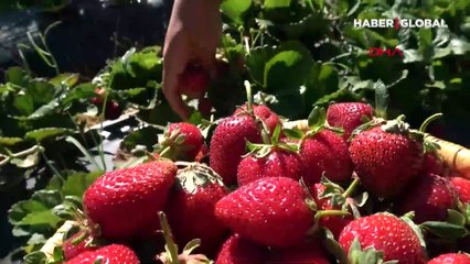 Kışın ortasında Toroslar'da çilek yetiştirdiler