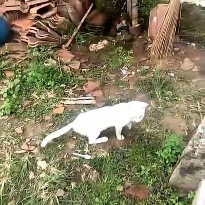 Too many cats, cats lovers