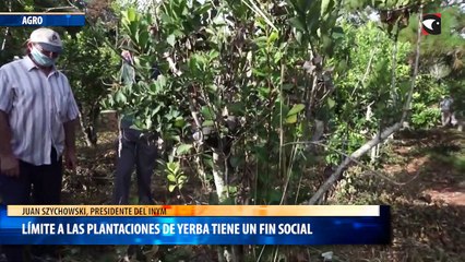 Límite a las plantaciones de yerba tiene un fin social