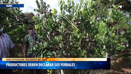 Productores deben declarar sus yerbales