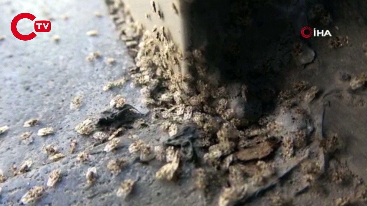 Kırklareli’nde 'Dantel Böceği' istilası