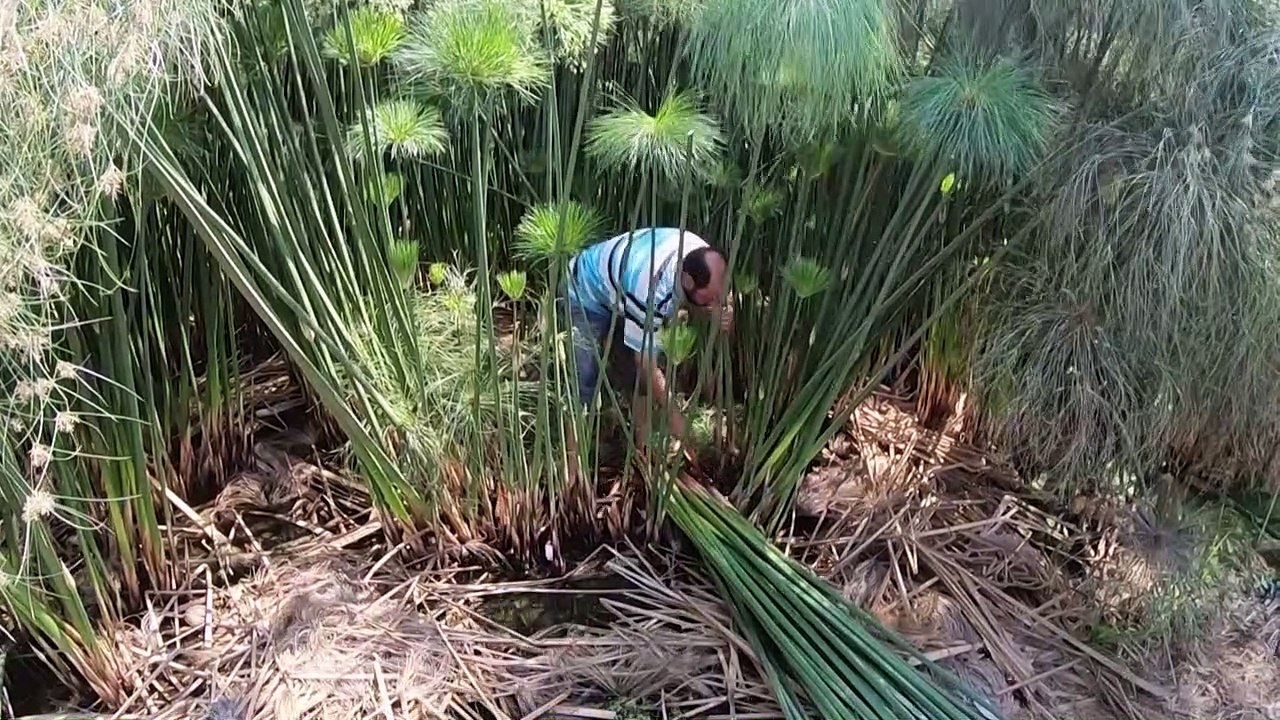 Dans le Delta du Nil, des fermiers veulent sauver le papyrus