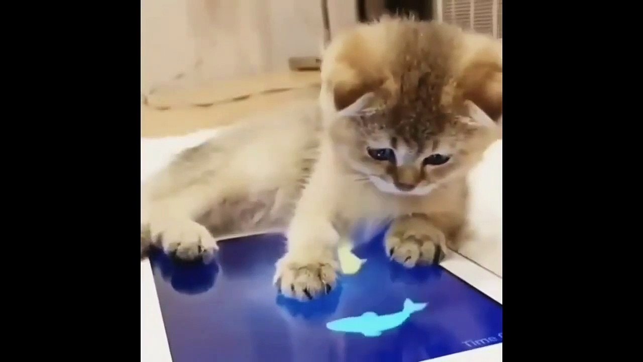 Cat jokes