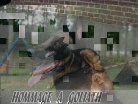 sator des deux pottois dit goliath