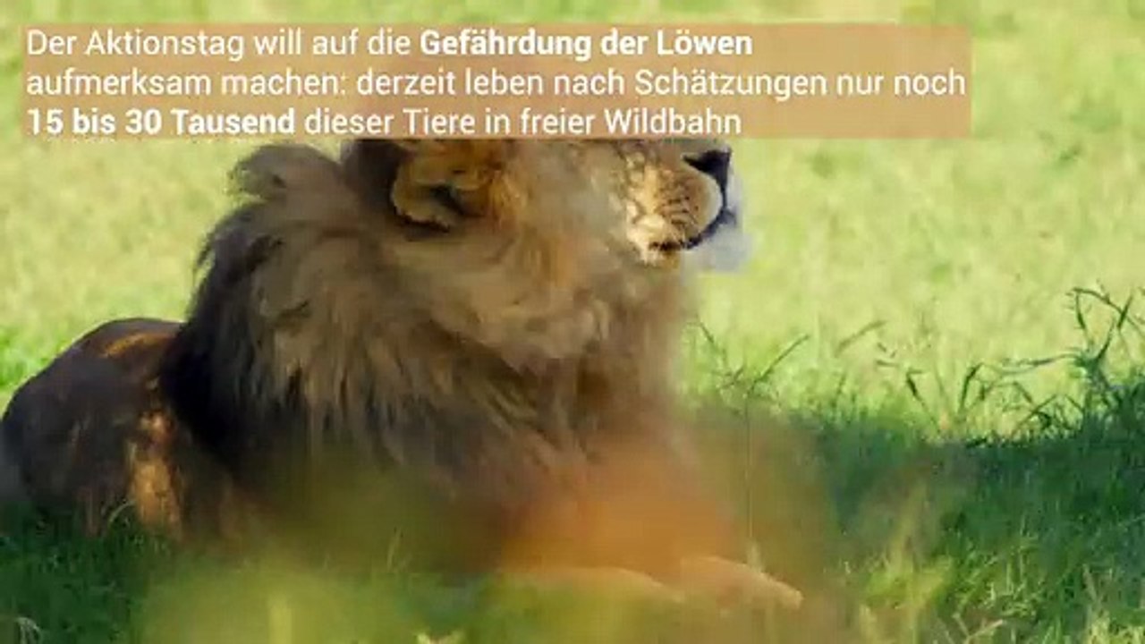 Heute ist ein löwen-tag!