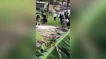 Leão-marinho resiste à tentativa de captura e frustra equipe em Balneário Camboriú