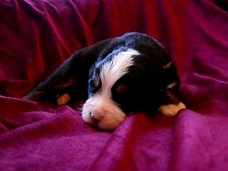 Notre petit au collier bleu et orange âgé de 2 semaines !