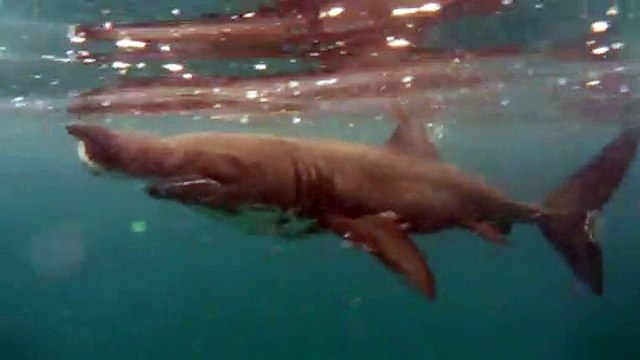 A wildlife ranger captured amazing footage of an endangered basking shark – as it swam along next to him