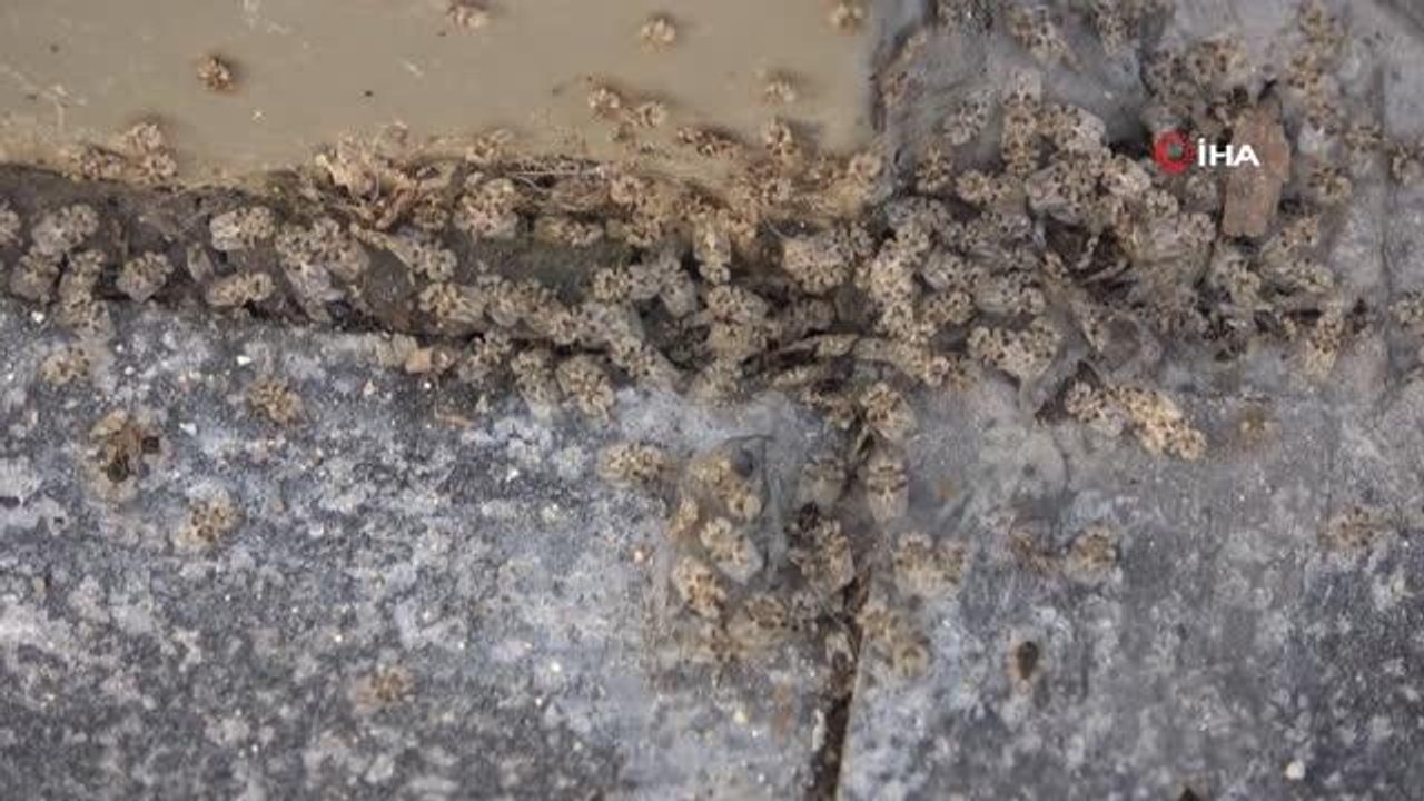 Kırklareli'nde Dantel Böceği istilası