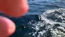 Las orcas acosan a los barcos en Barbate (Cádiz)