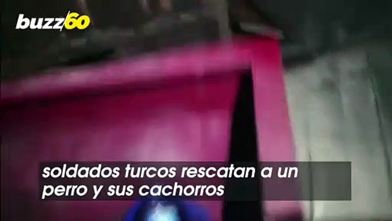 Soldados Turcos Rescatan a Un Perro Y a Sus Cachorros Varados Por Los Incendios Forestales en Turquía