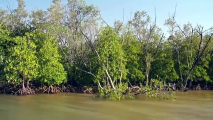 África do Sul Selvagem - Terra de Gigantes (Dublado)
