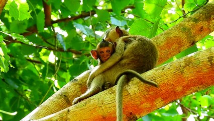 11=To=4646=Amber kid kidnap .. bring Ronnie on the tree Very Hight, we help him back  Ronnie from Sovana team