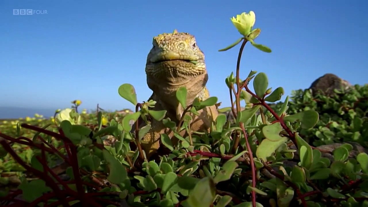 Natures Microworlds 01 of 13 Galapagos