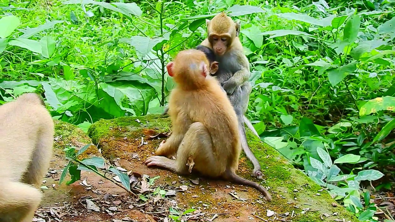 64=Wow Sovana Steal A Kiss Baby Rollo Very Sweet