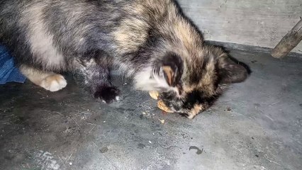 KUCING MAKAN KUE