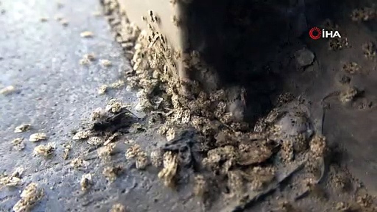 Kırklareli’nde 'Dantel Böceği' istilası